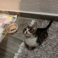 Oyuncu ve sevgi dolu minik tekir