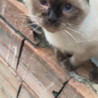 Yavru birman dişi kedi