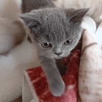 🐾 Kuzey..