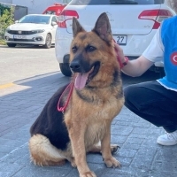Çikita ömürlük yuvasını arıyor😍