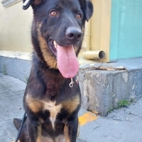 Boza ömür..