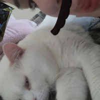 Kedi mi s..