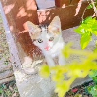 🐾 Pıtır’..