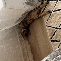 Uyumak iç..