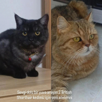 Çok uysal..