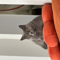Köpeklerle hayvanlarla arası iyi