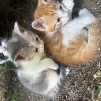 Yeni doğm..