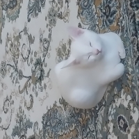Albino me..