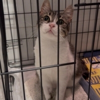 🐾 CÜCÜ A..