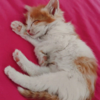 Acil yuva..