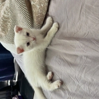 Sevimli k..