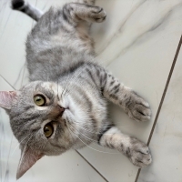 Acil yuva arayan minik beyefendi🐾