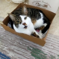Müjdatımı..
