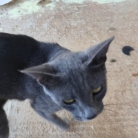 Gri Kedi..