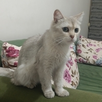 Uysal çok..
