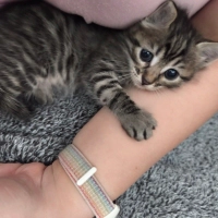 🌰 FİNDUK (5 Haftalık) Yuva Arıyor 🐾