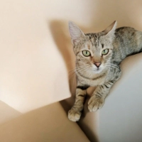 İZMİR TİGER TABY YAVRUMUZ ÇOK SICAKKANLI, ÖMÜRLÜK MELEĞİNİ ARIYORUZ