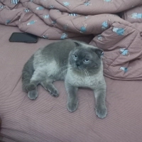 Kedi mi ö..