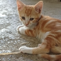 Hızlı ve..