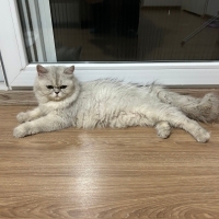 Sokağa at..