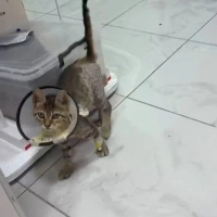 Kırık aya..