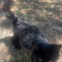 Uzun Tüyl..