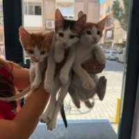 3 Kardeş..