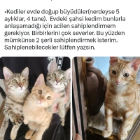 SOKAKTA Y..