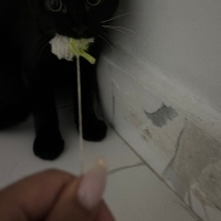 Eros’a yu..