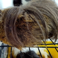 2 guinea..
