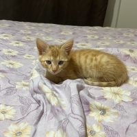Mavi gözlü minik canımıza ömürlük yuva