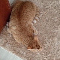Çok oyunc..