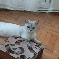 Çok acil..