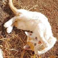 Oyuncu Şi..