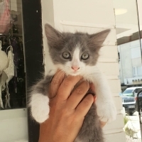 Norveç or..