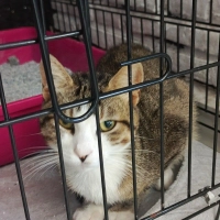 AŞIRI UYSAL VE UYUMLU ÇOK GÜZEL BİR KIZ🧿🐱