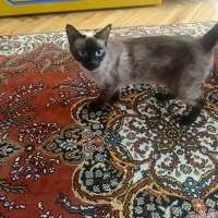 Safkan Si..