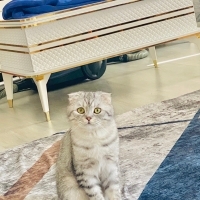 Güzel kız..