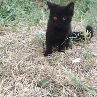 Sokağa terkedilen minik bebişe yuva