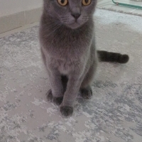 Dişi Ev k..