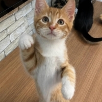 Minik Yaz'a Yuva arıyoruz. 💛