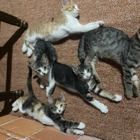 5 kedi ya..