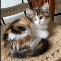 Calico, Norveç orman kedisi