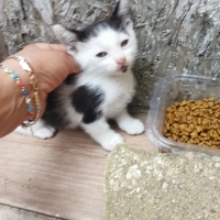 Evden büyüdüler çok tatlılar