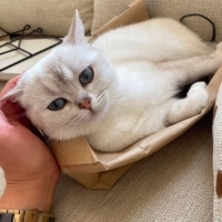 🐾 Tatlı..