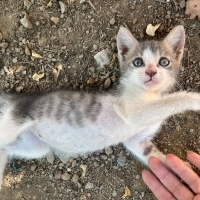 acil yuva arıyoruz