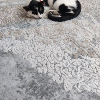 dünya tatlısı kediye ömürlük yuva arıyoruz