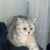 Kısırlaşt..