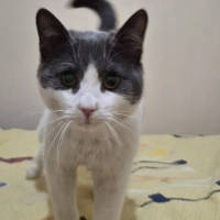 Kör kedi..