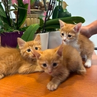 Sevgiyle Büyüyen 1,5 Aylık Yavru Kedilerimize Ömürlük Yuvalar Arıyoruz 🐾